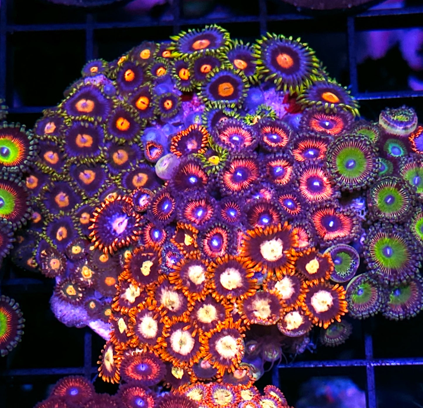 Wowzers Mix Zoa Colony