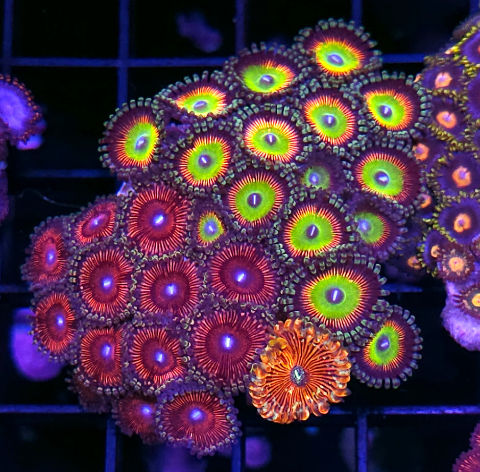 AOG Latin Lover Salted Agave Mix Zoa Colony