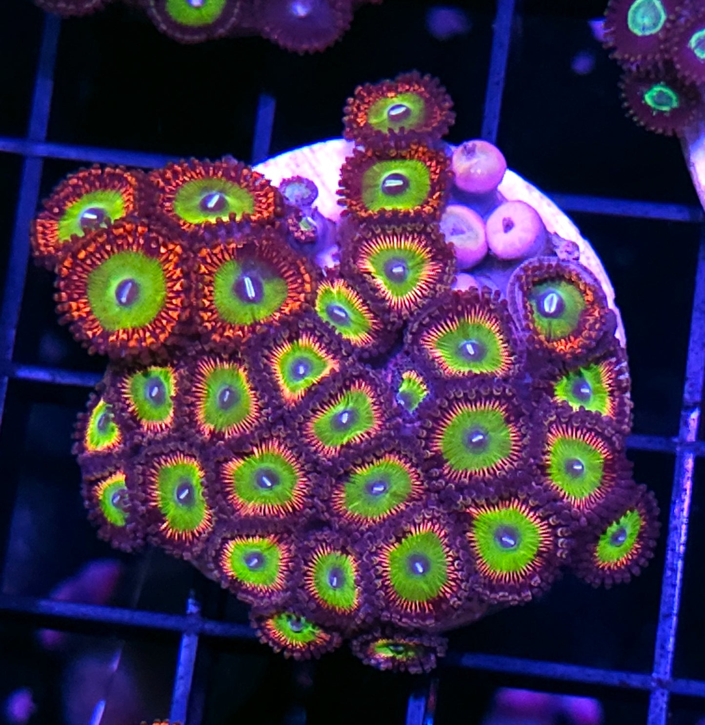 Candy Apple Red & Candy Apple Pink Mix Zoa Colony