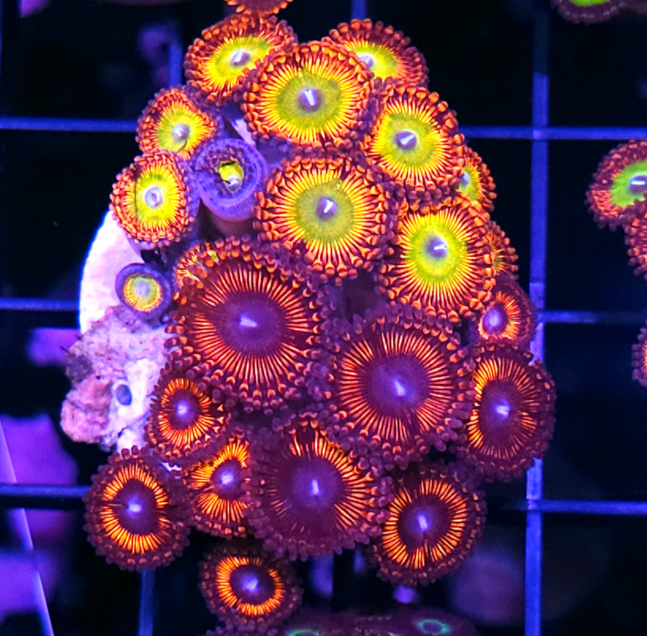 Armageddon Blazing Mohican Mix Zoa Colony