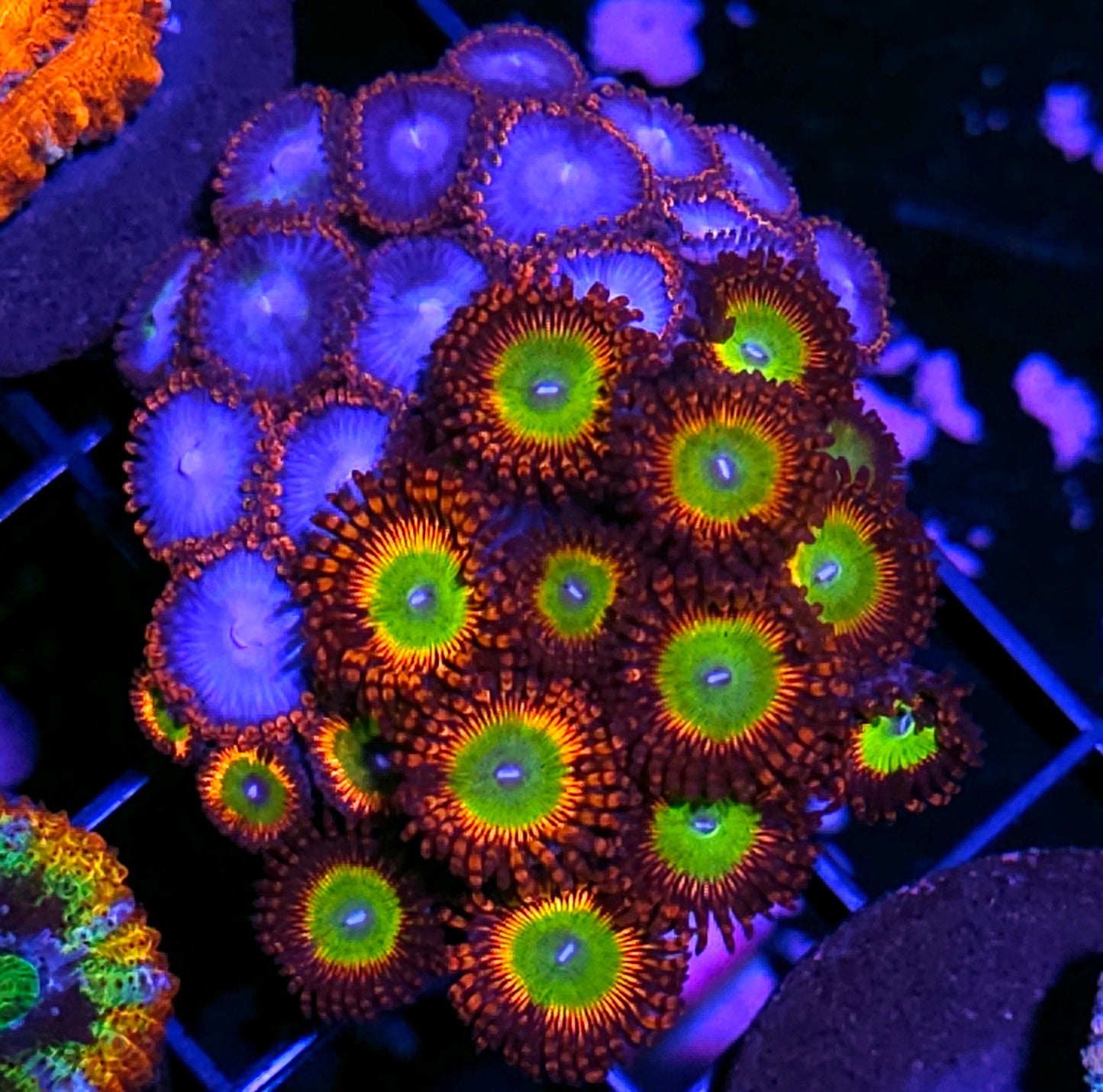 Bowser Spiderman Mix Zoa Colony