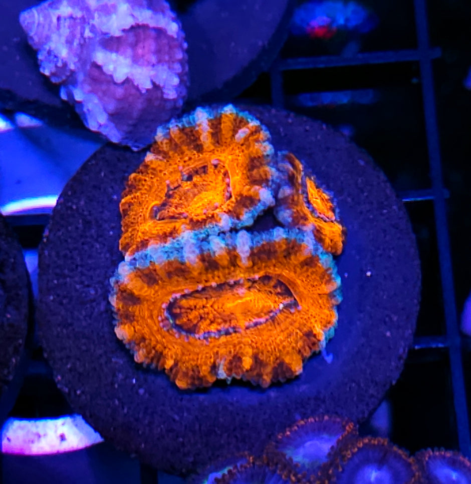 Crouching Tiger Acan