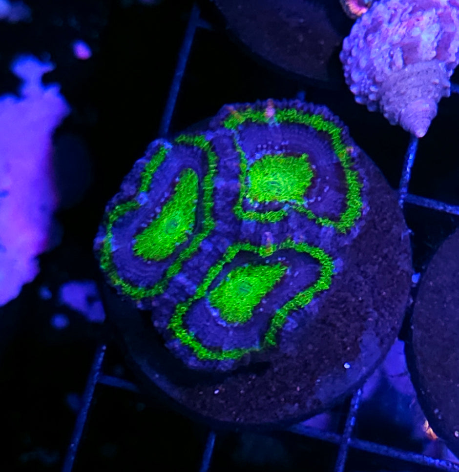 Alien Worlds Acan
