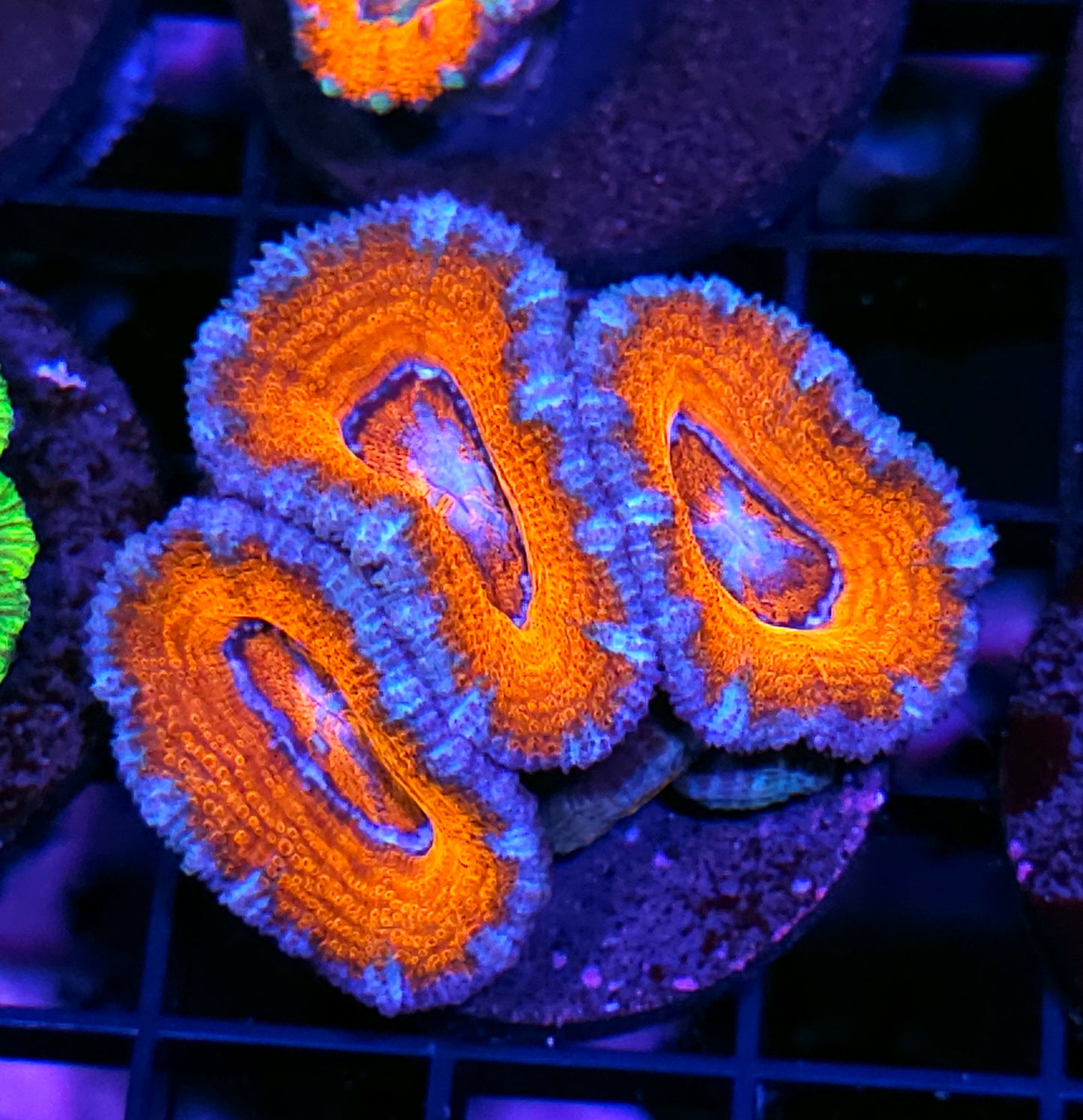 Tropic Breeze Acan