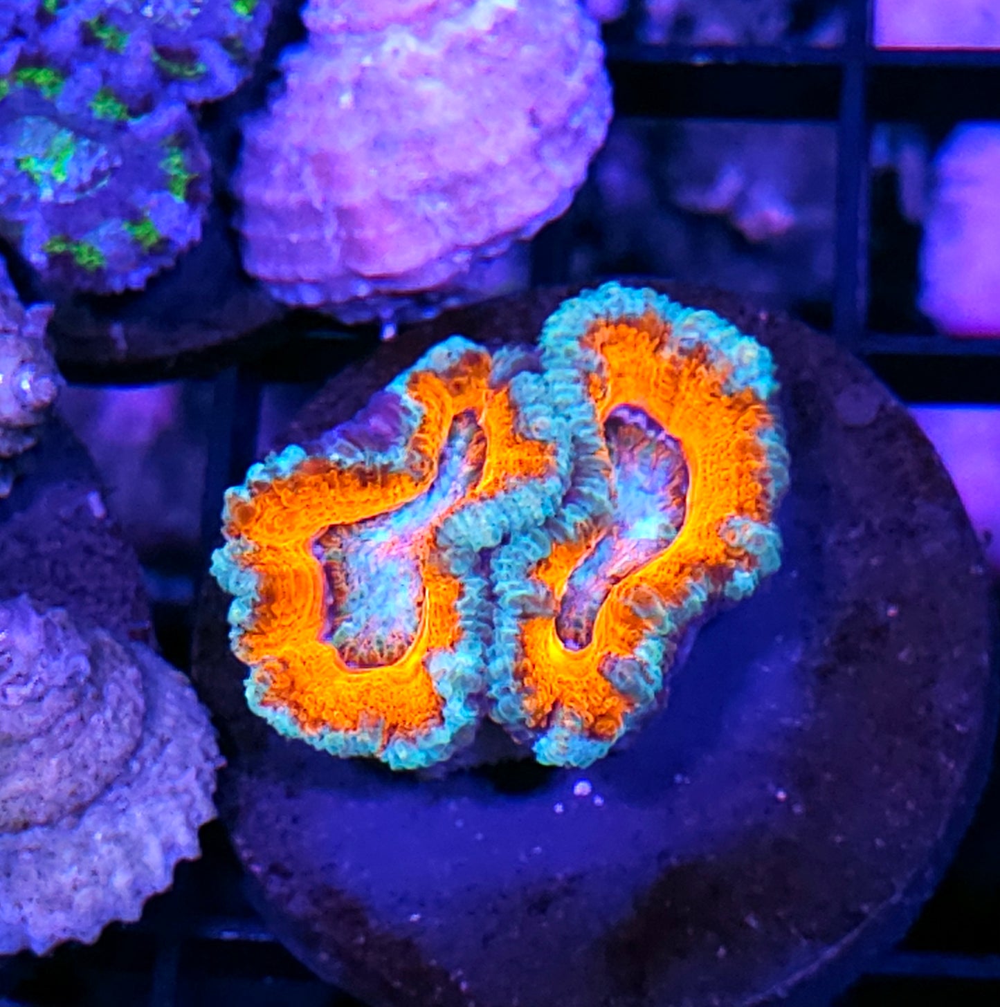 Beach Balls Acan
