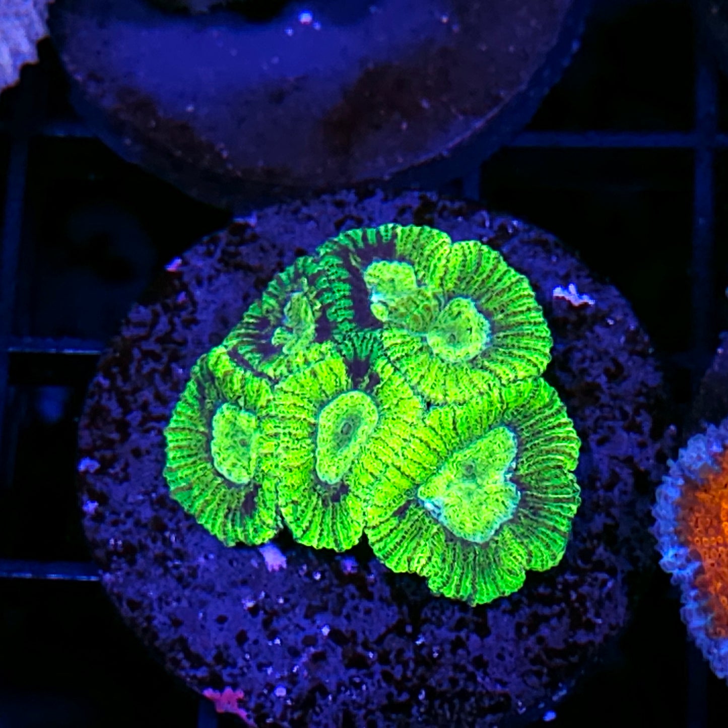 Poison Apple Micro Favia