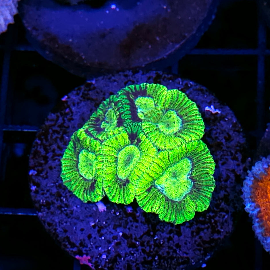 Poison Apple Micro Favia