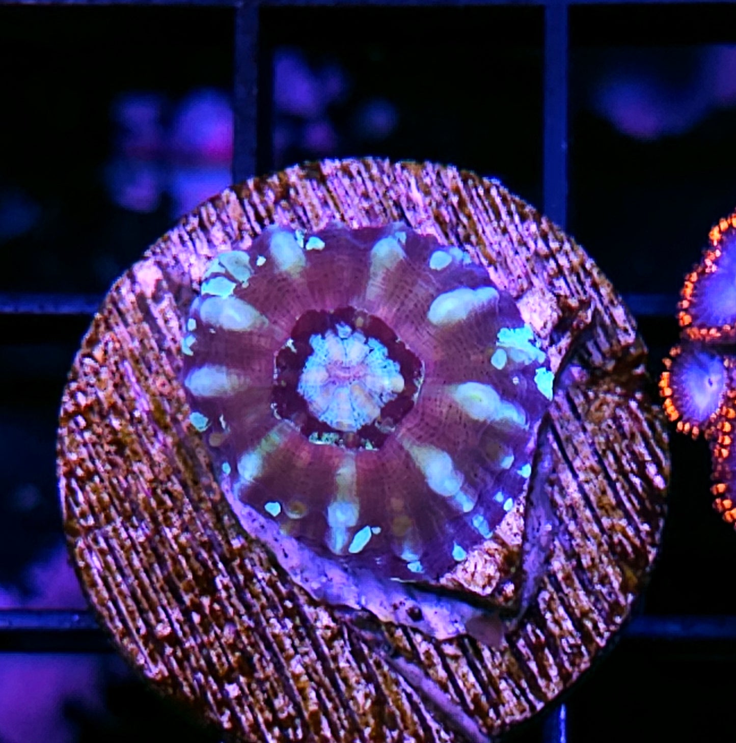 Aquacultured Tank Spawned Freaking Crazy Scolymia