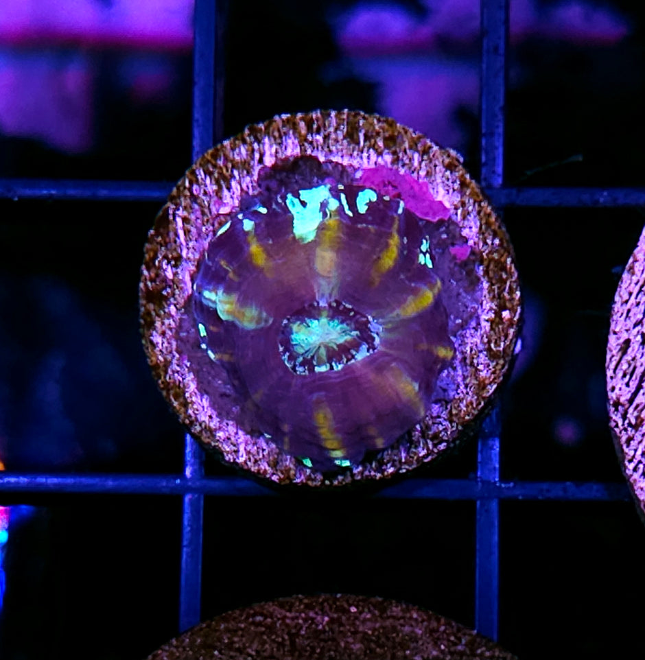 Aquacultured Tank Spawned Mad World Scolymia