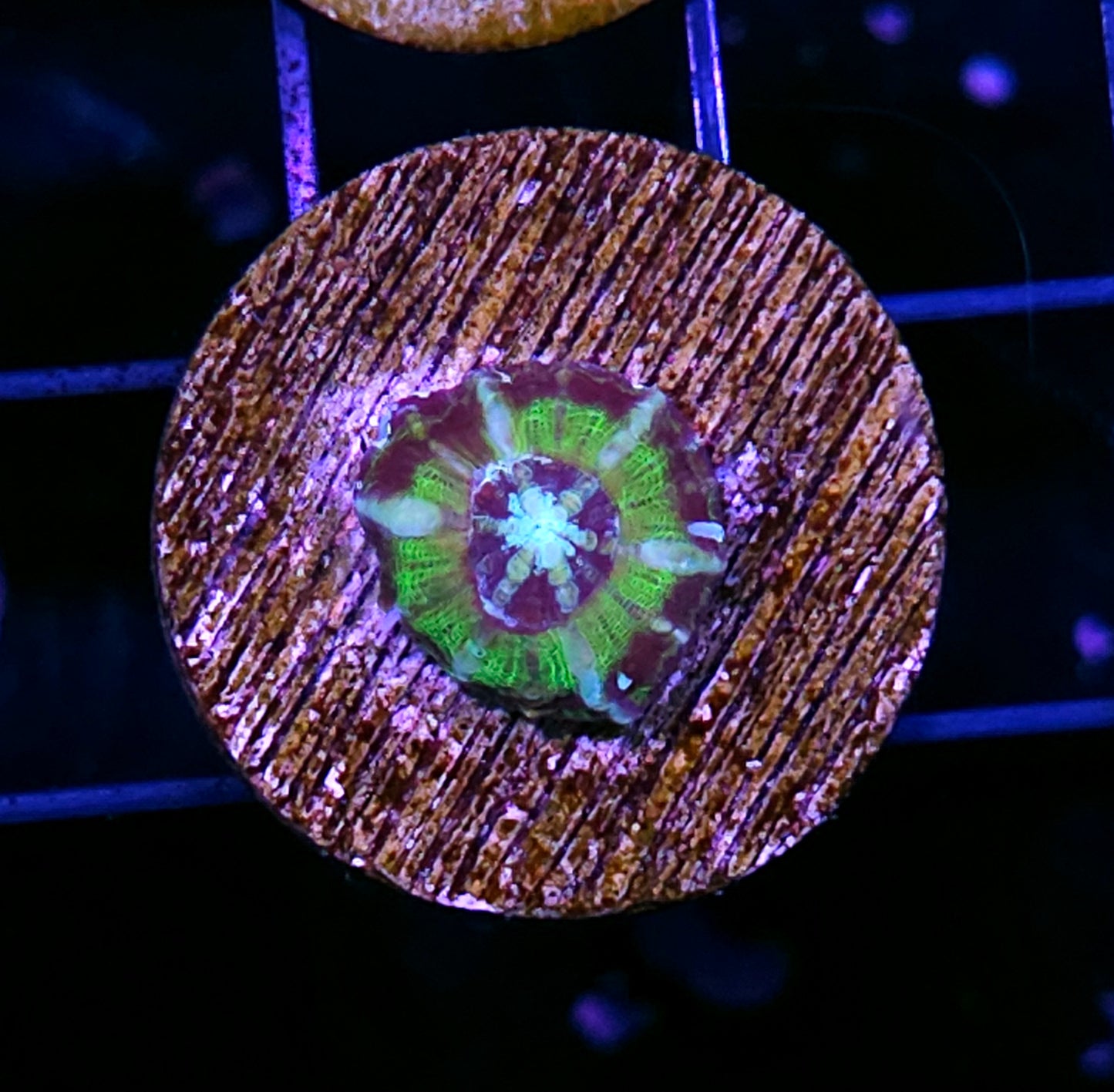 Aquacultured Tank Spawned UFO Scolymia 🛸