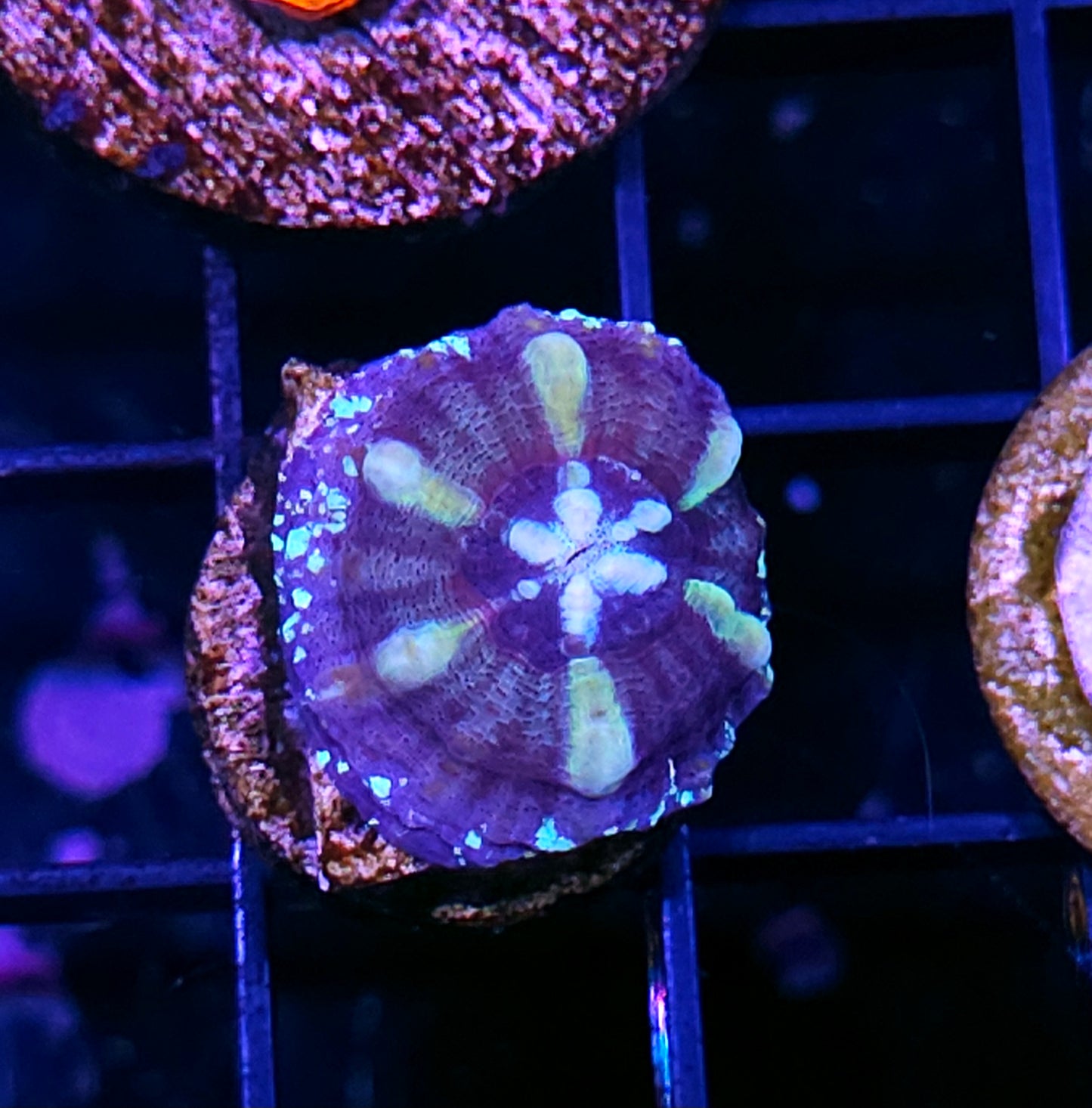 Aquacultured Tank Spawned Pinwheel Scolymia