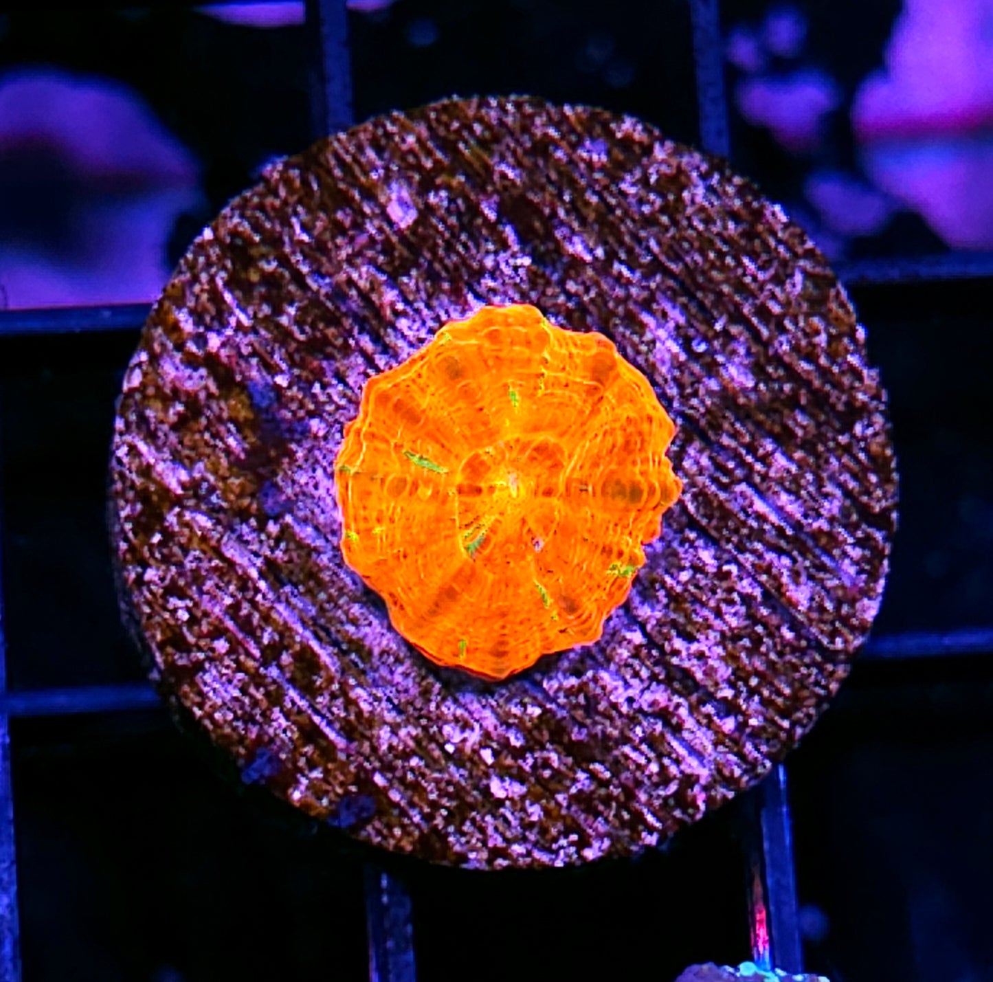 Aquacultured Tank Spawned Bleeding Apple Scolymia