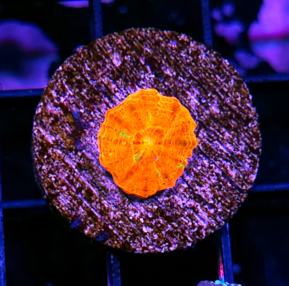 Aquacultured Tank Spawned Bleeding Apple Scolymia