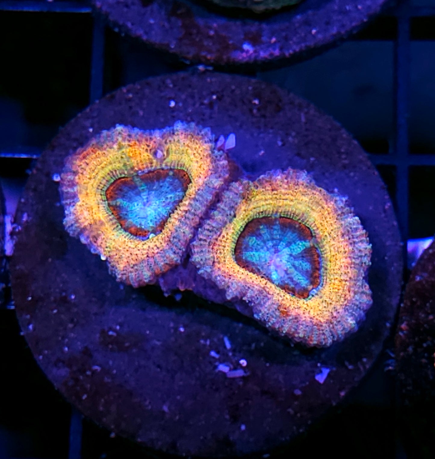 HF YOLO Asian Acan 1st Release INSANITY