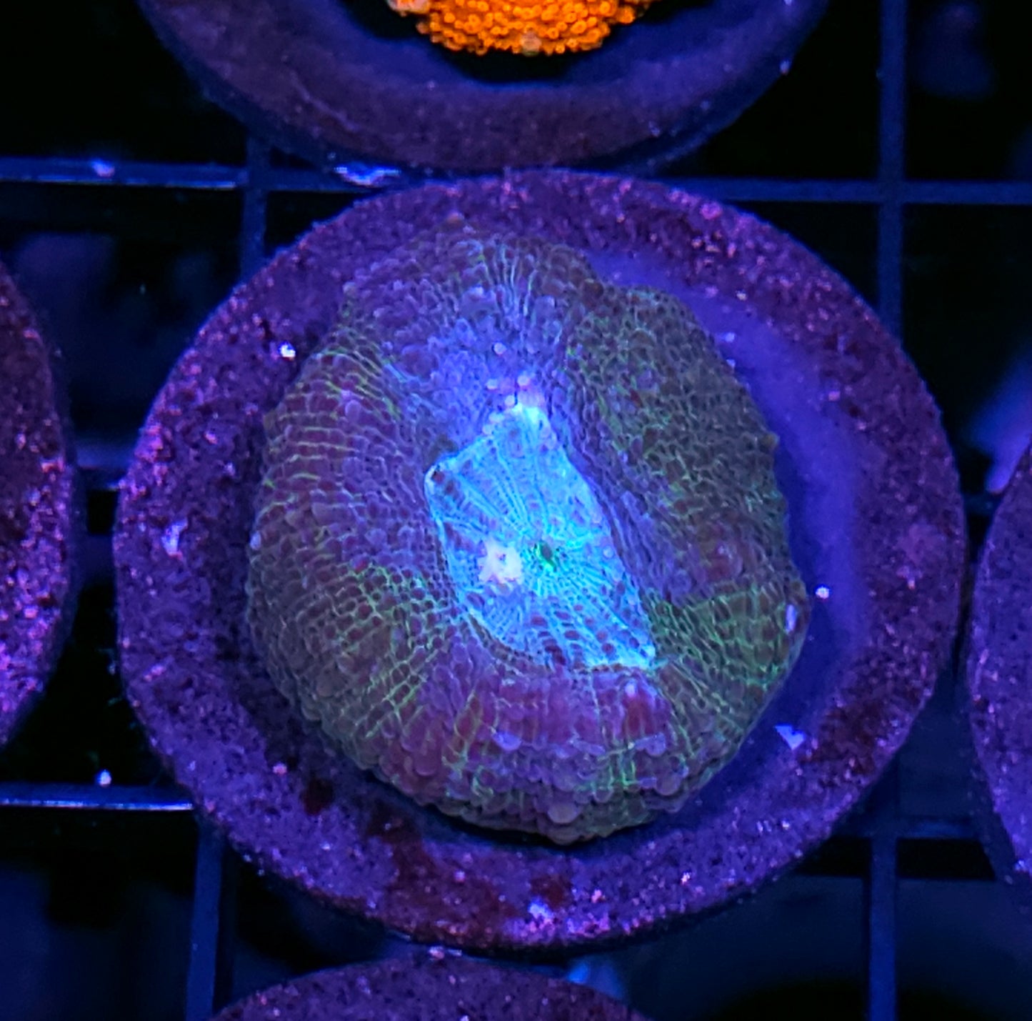 Inner Earth Bowerbanksi