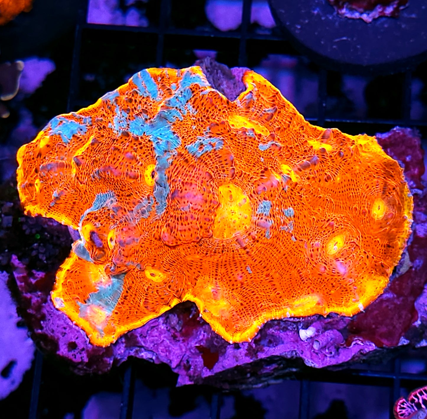4.5" Burning Bugatti Rainbow Chalice Colony INSANE