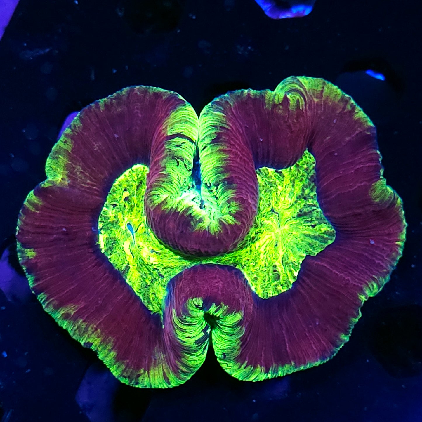 Special Grade Rainbow Wellsophyllia