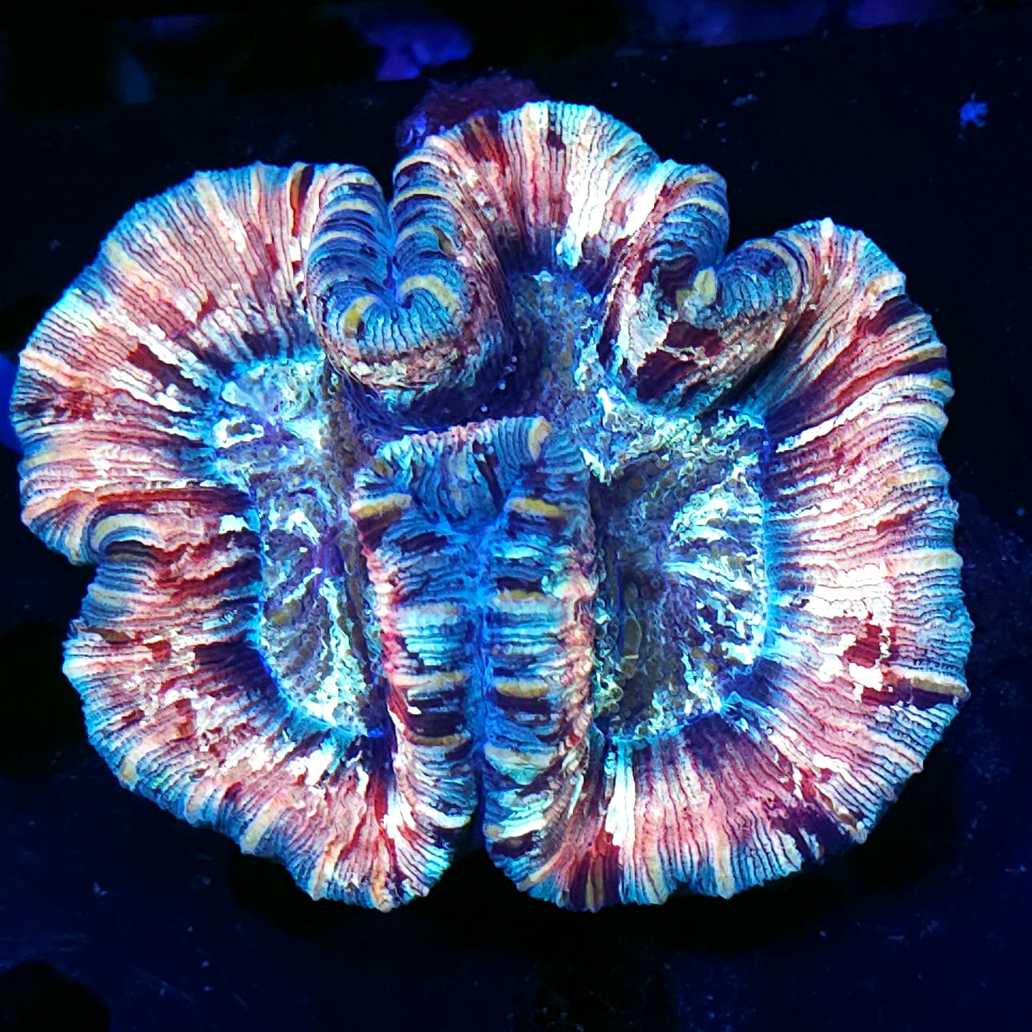 Special Grade Rainbow Wellsophyllia