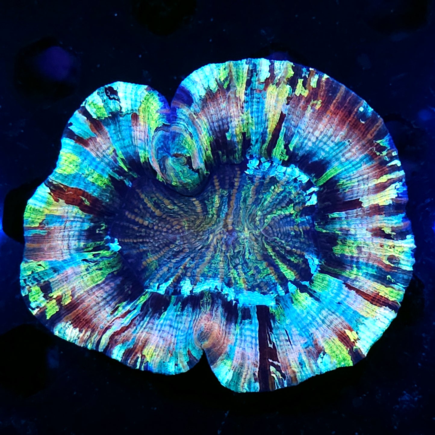 Special Grade Rainbow Wellsophyllia