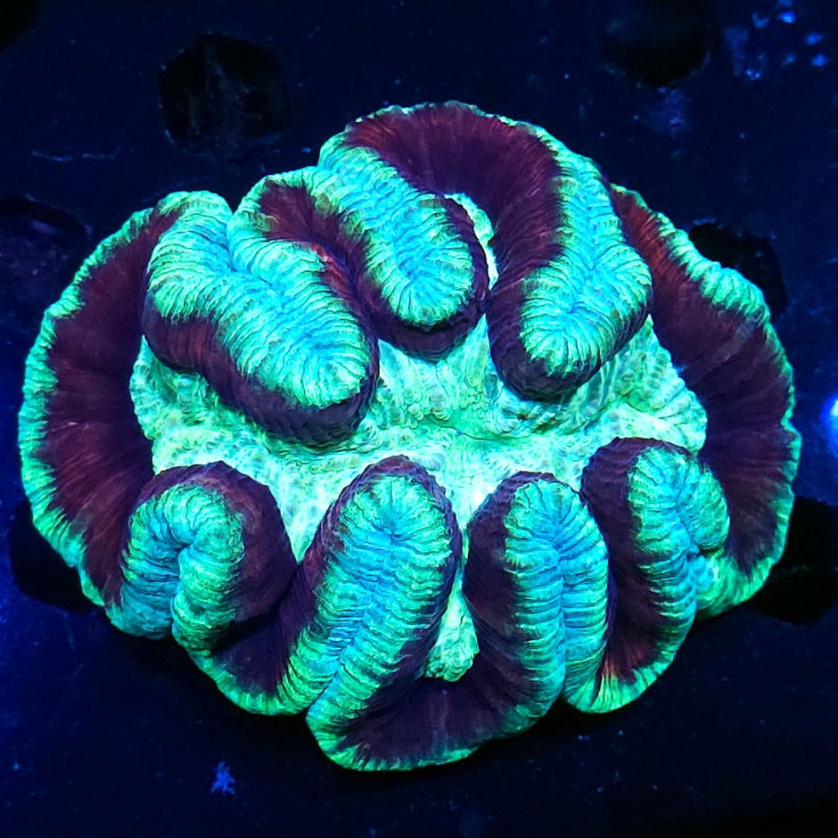 Special Grade Rainbow Wellsophyllia