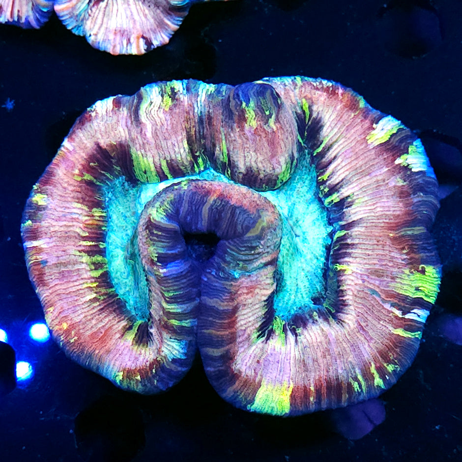 Special Grade Rainbow Wellsophyllia