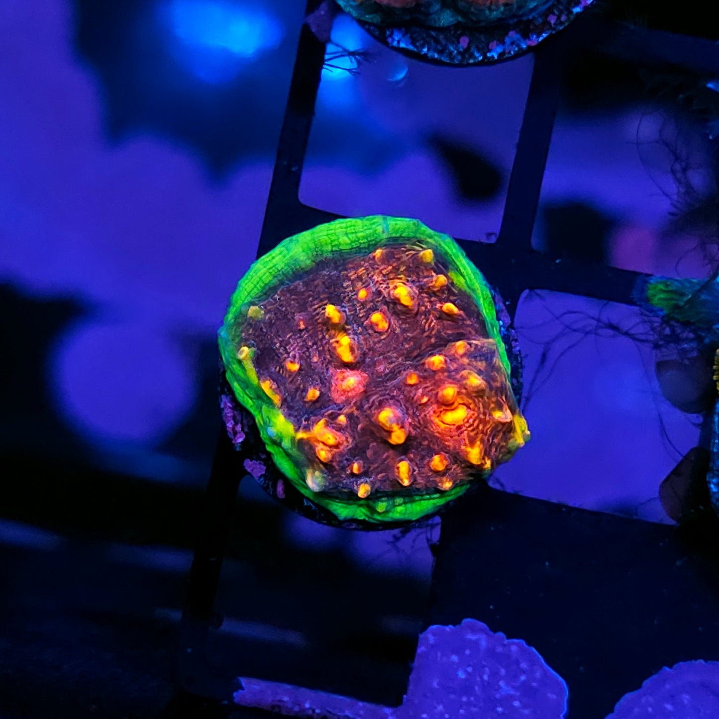 ECC Chalice Borealis