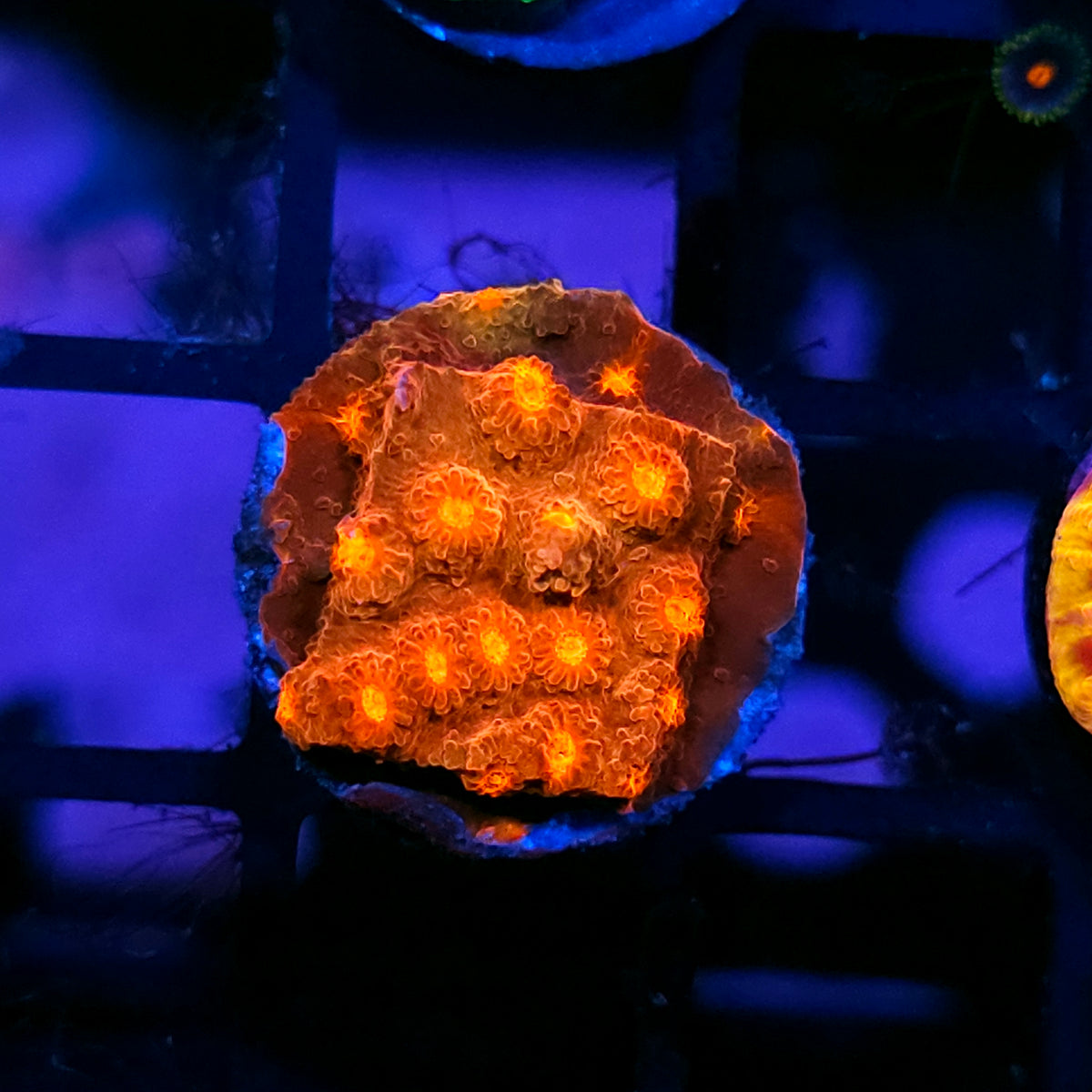 JF Flicka Flames Cyphastrea