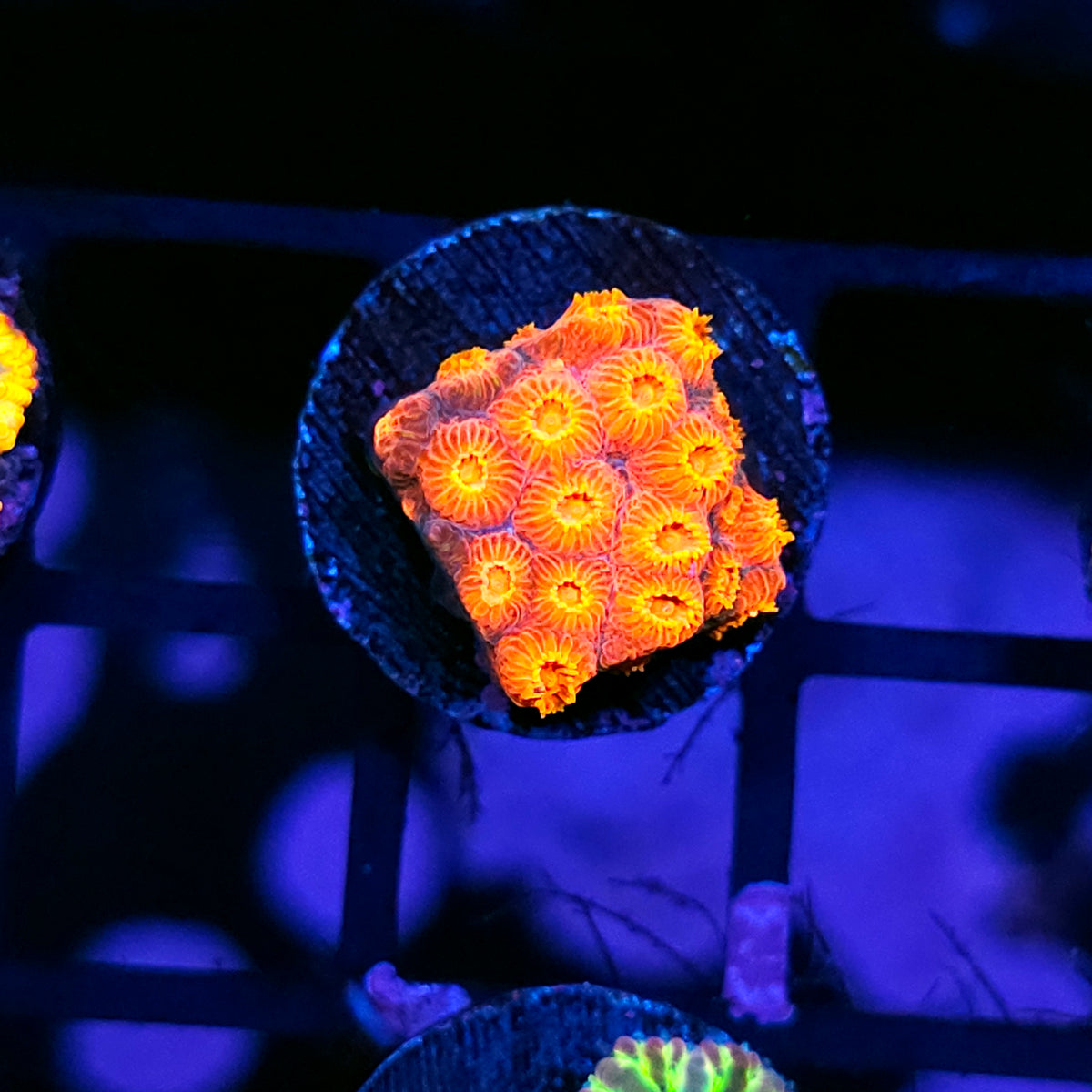 JF Flicka Flames Cyphastrea