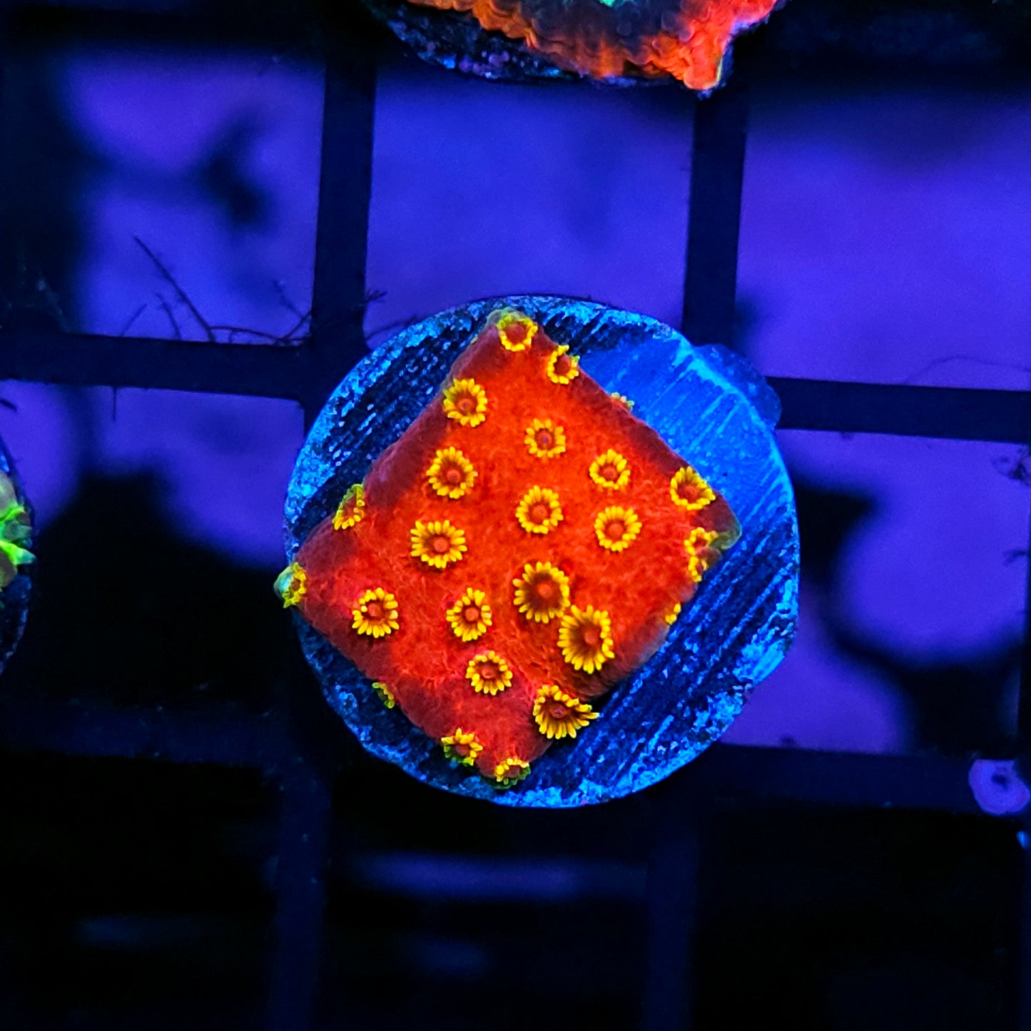 ECC Pyro Blast Cyphastrea
