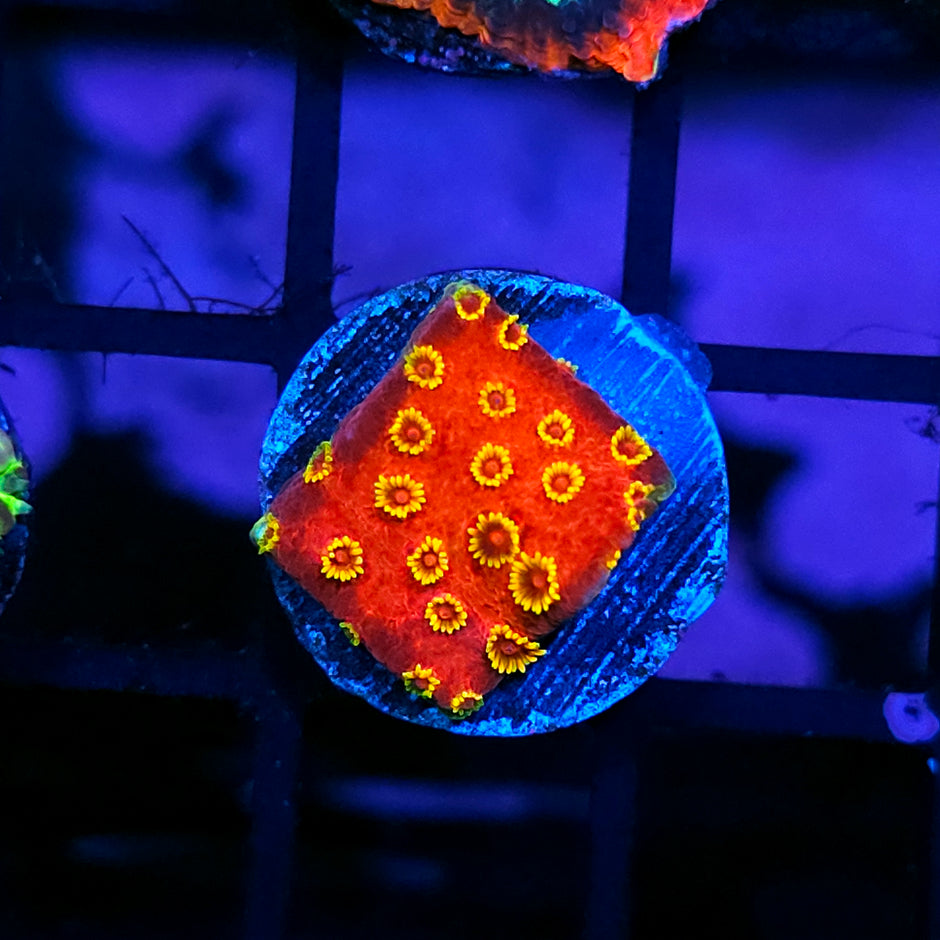 ECC Pyro Blast Cyphastrea