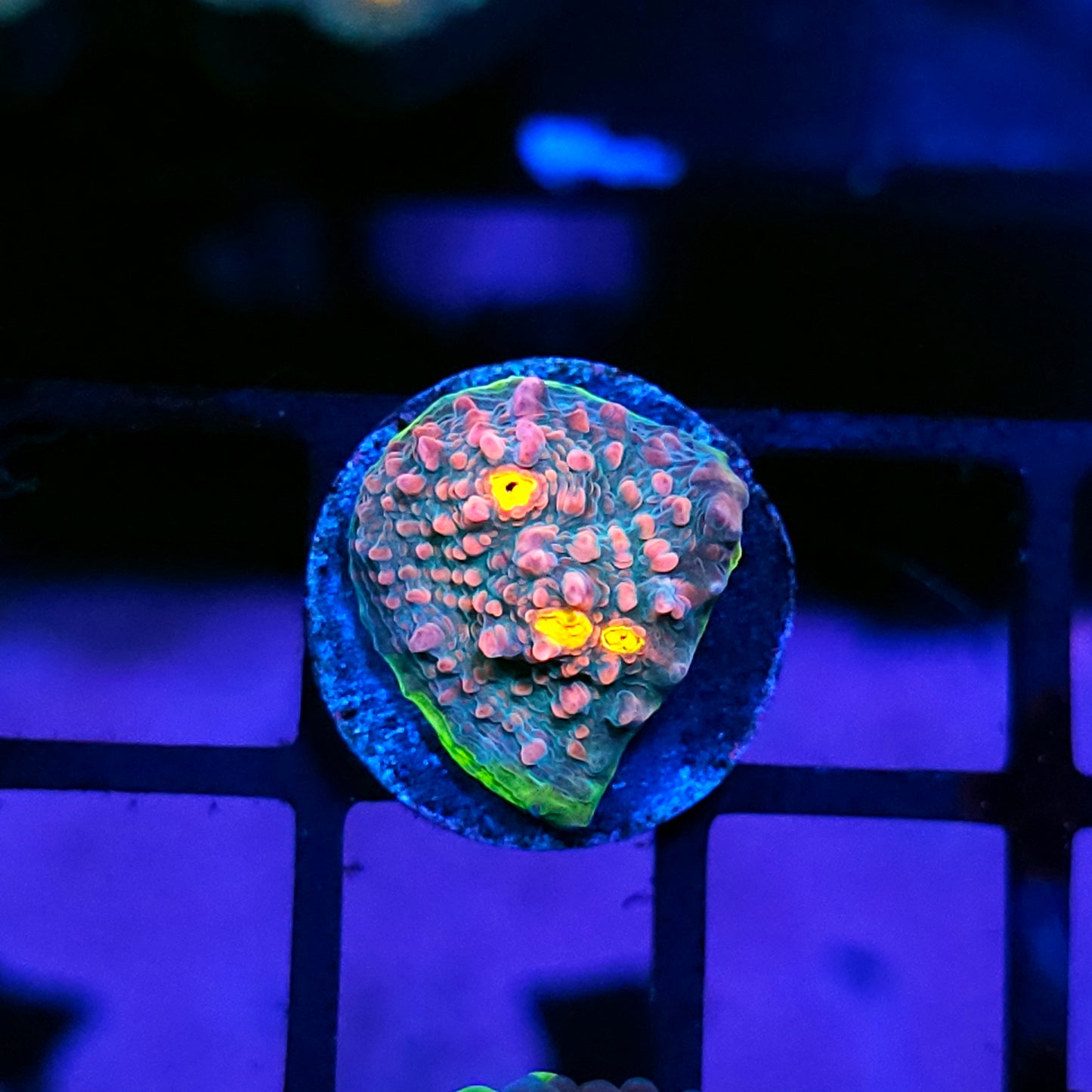 HF Willy Wonka Chalice