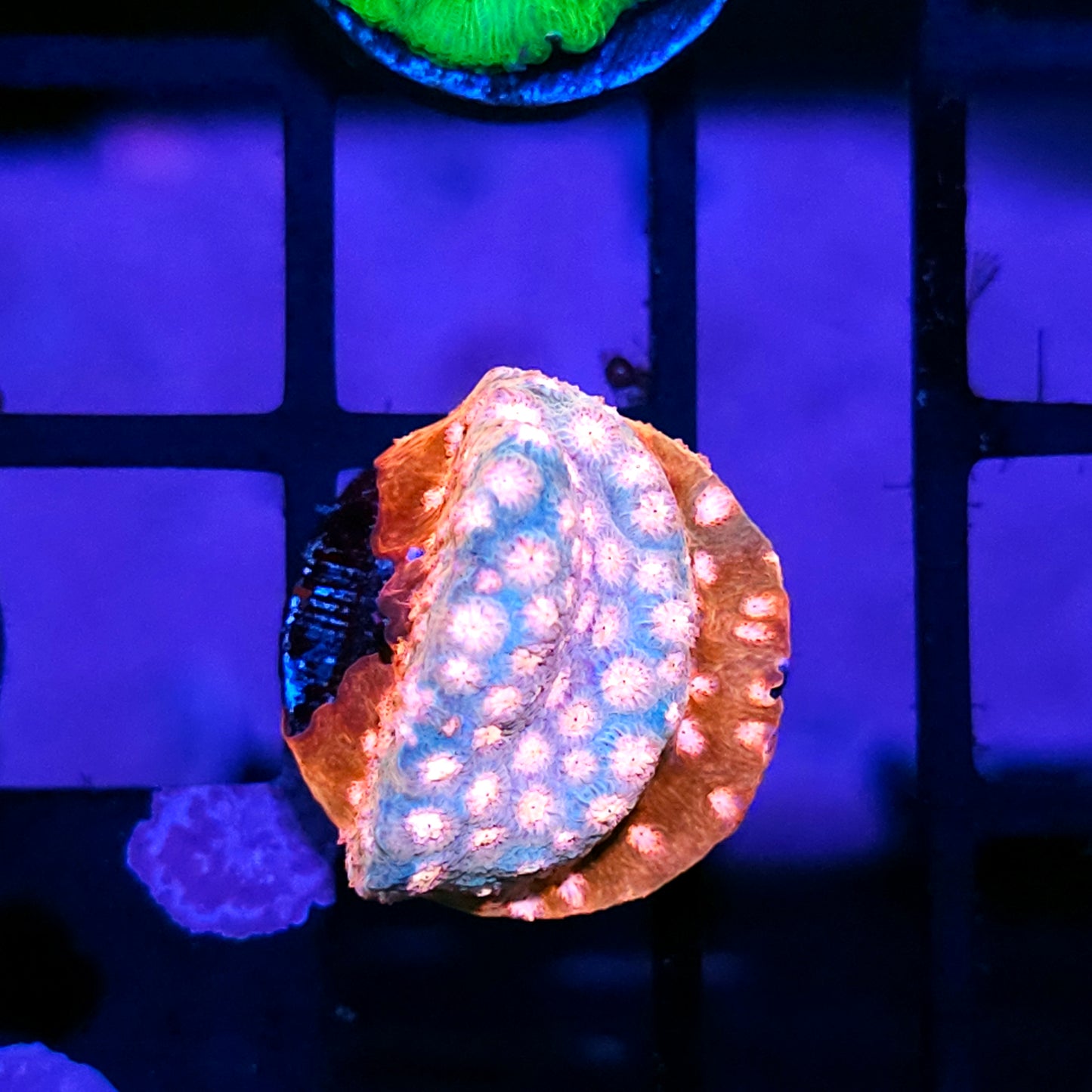 Love Spell Cyphastrea