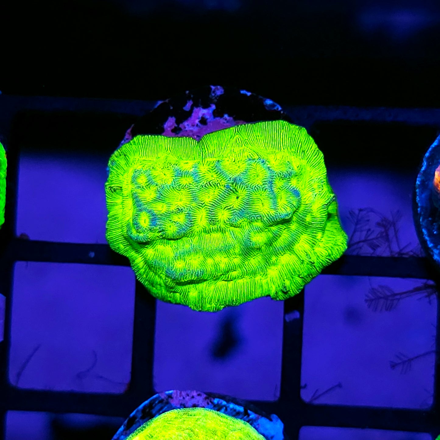 ECC Kiwi Fusion Leptosersis