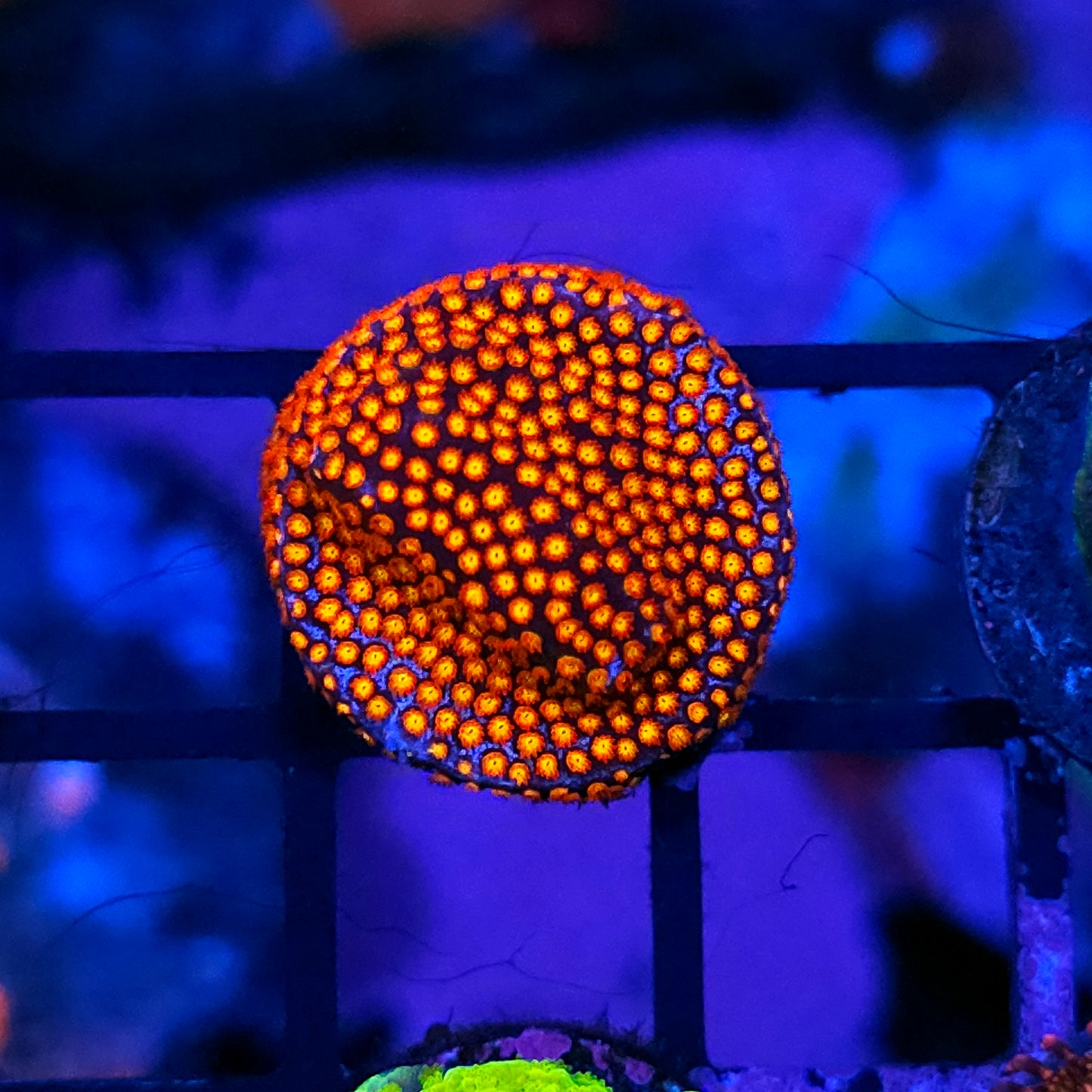 Fireball Montipora
