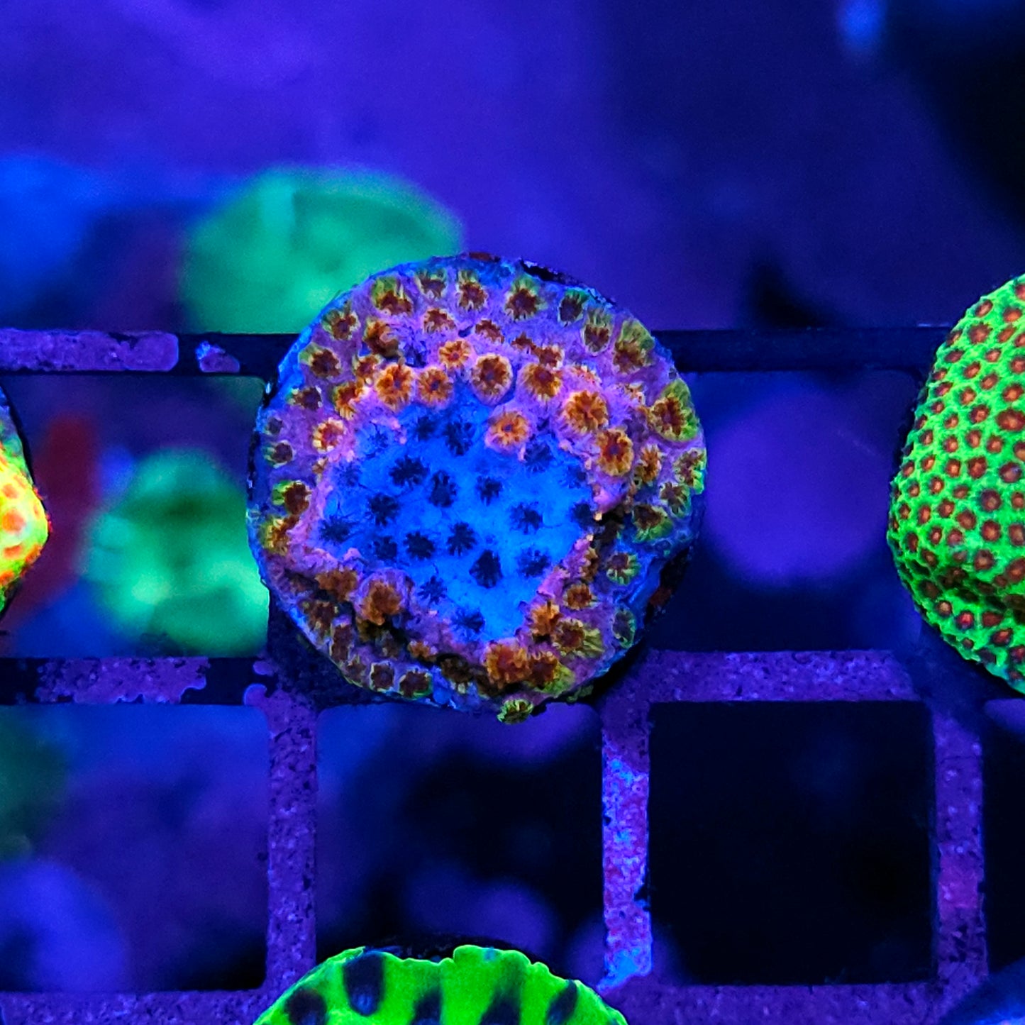 WWC Rainbow Skittles Cyphastrea