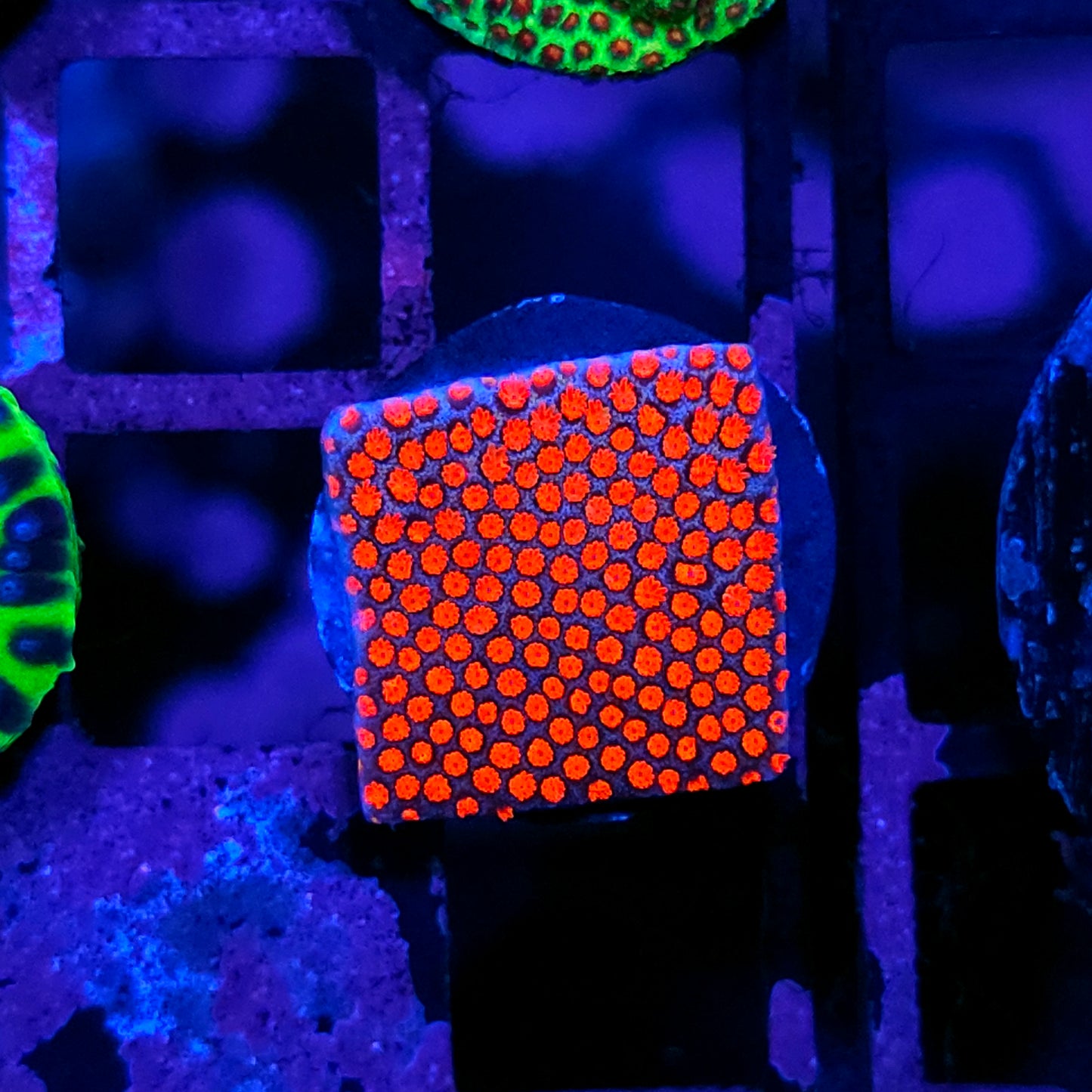 Superman Porites