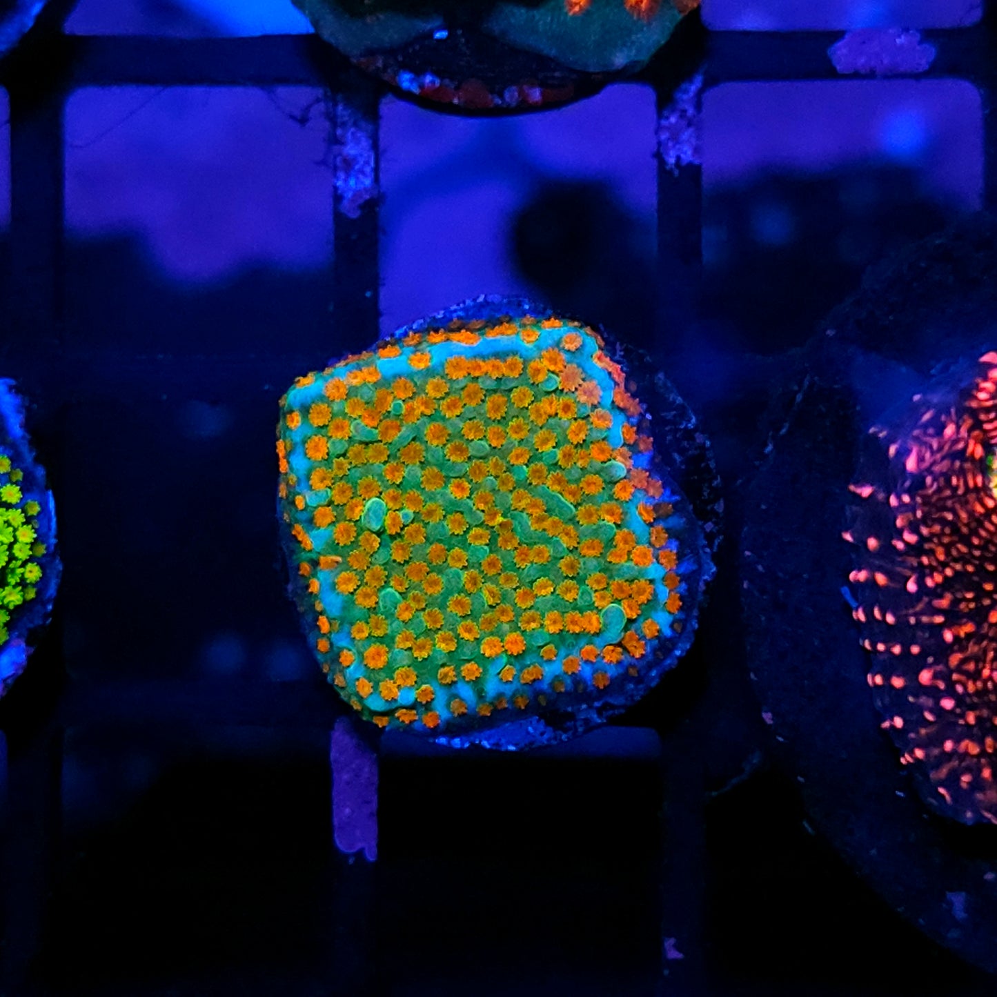 Aquaman Montipora