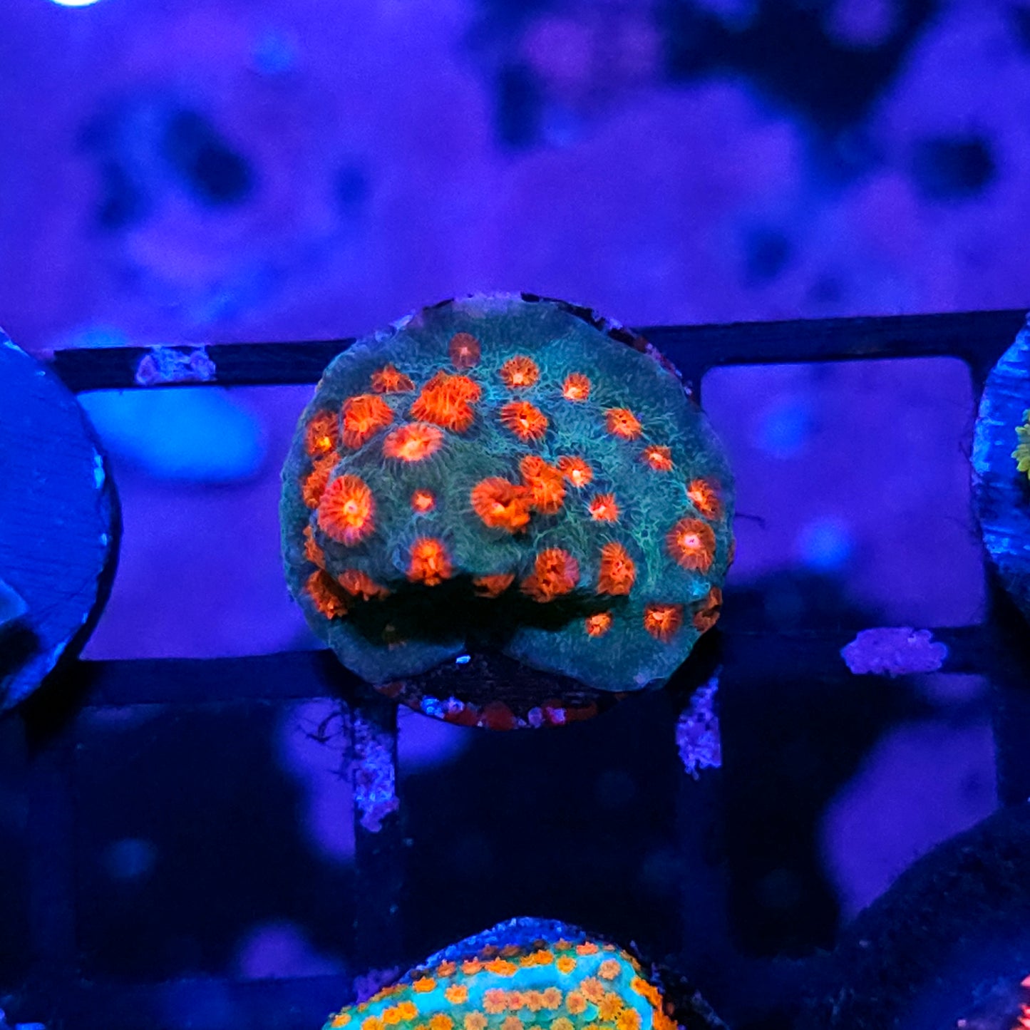 Meteor Shower Cyphastrea
