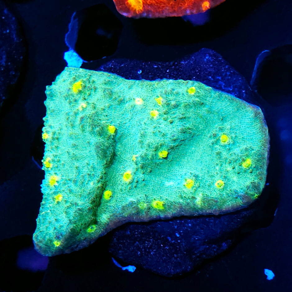 4" Lemon Groves Chalice Colony