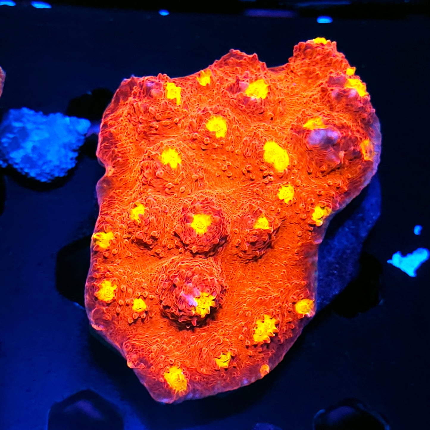 4" Golden Eye Chalice Colony