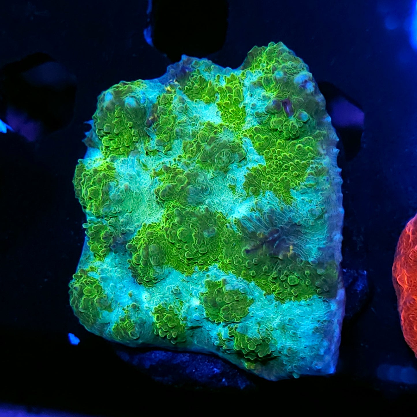 3" Swamp Gas Chalice Colony