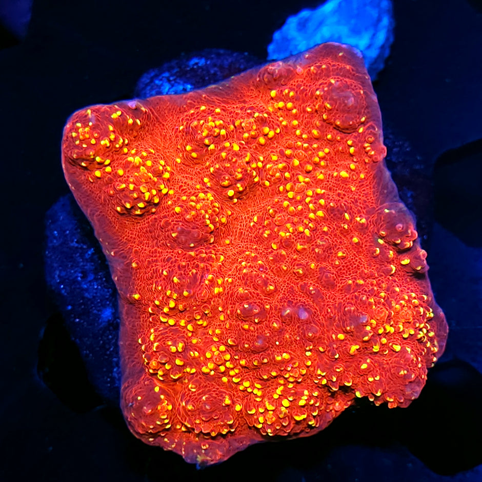 3-4" Burning Embers Chalice Colony