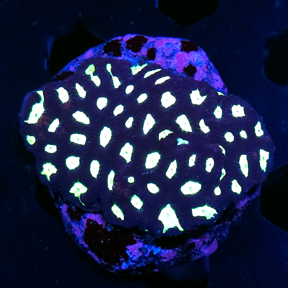 3-4" Laser Lights Favia Colony
