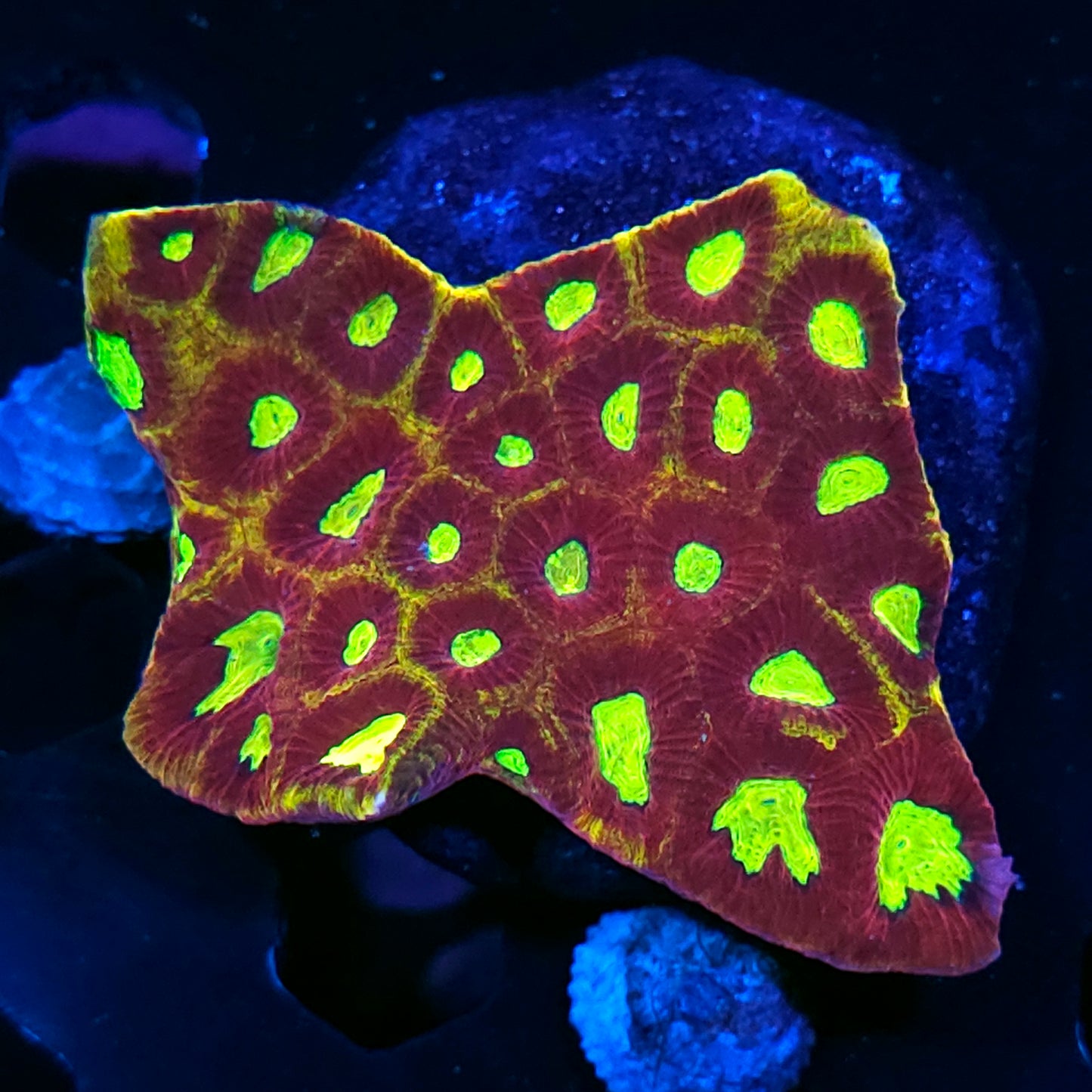 4" Hells Fury Favia Colony