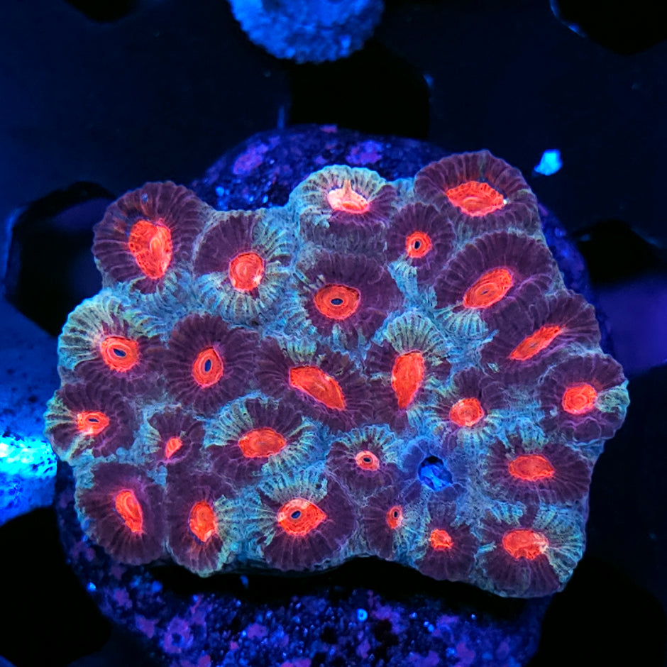 Cyborg Favia Colony