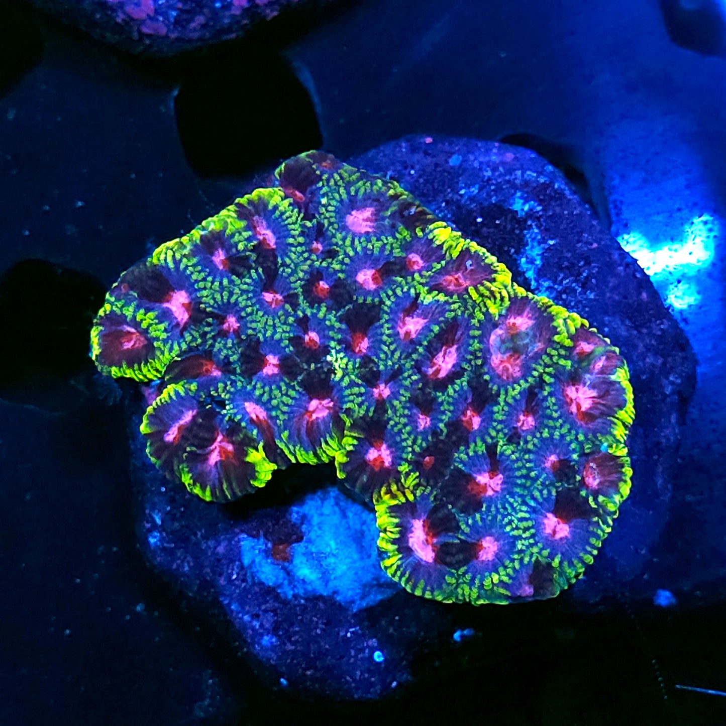 3-4" Pinko De Gallo Favia Colony