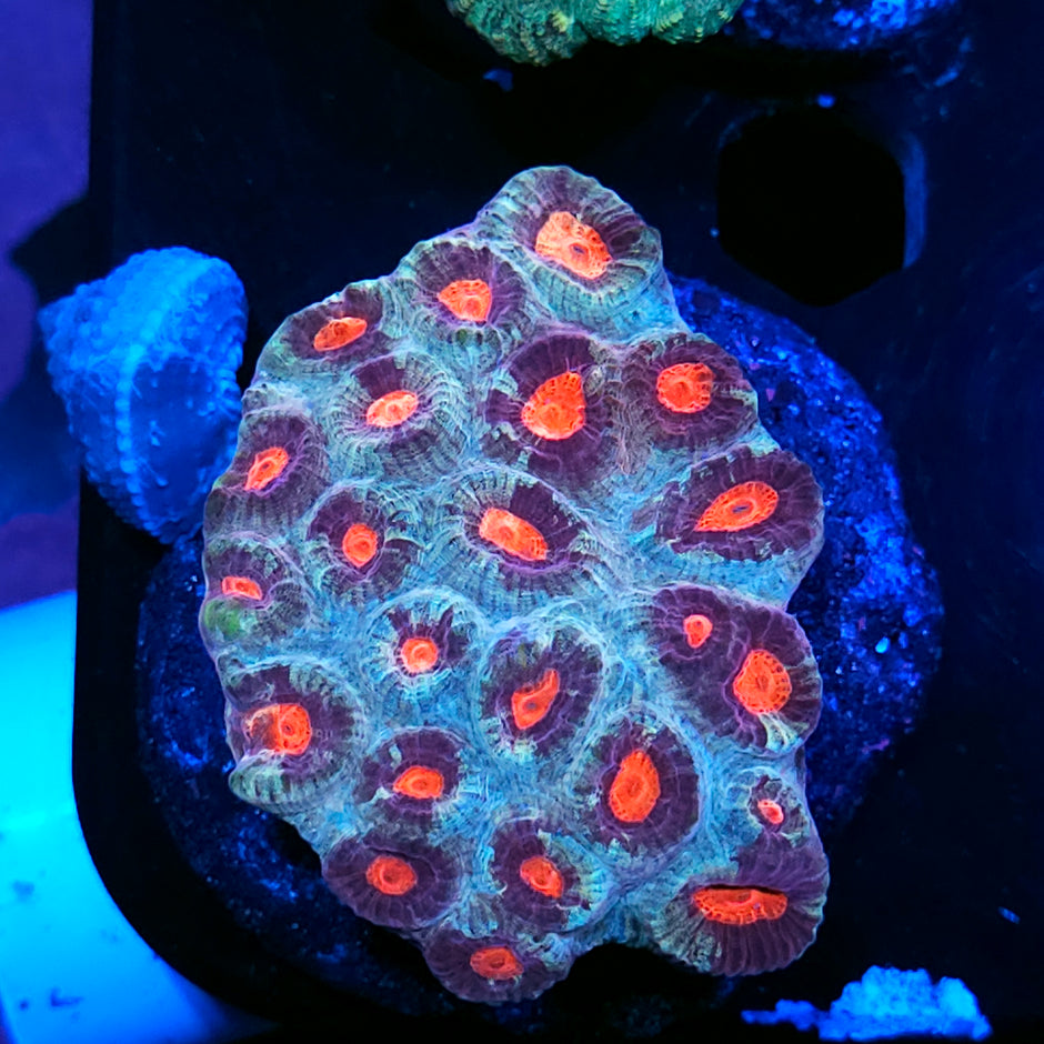 3-4" Evil Eyes Favia Colony