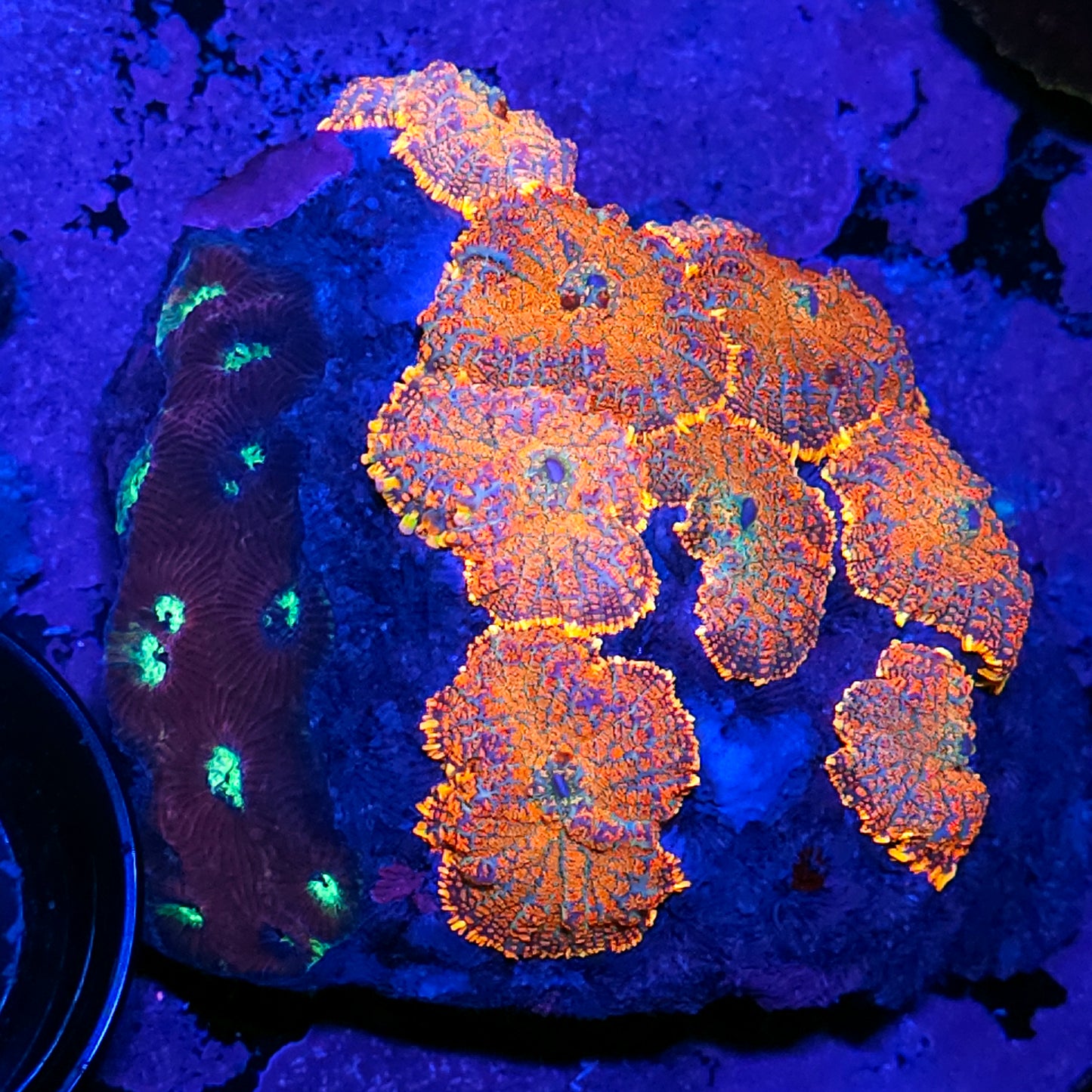 6" Fireball Mushroom Colony with Favia INSANE