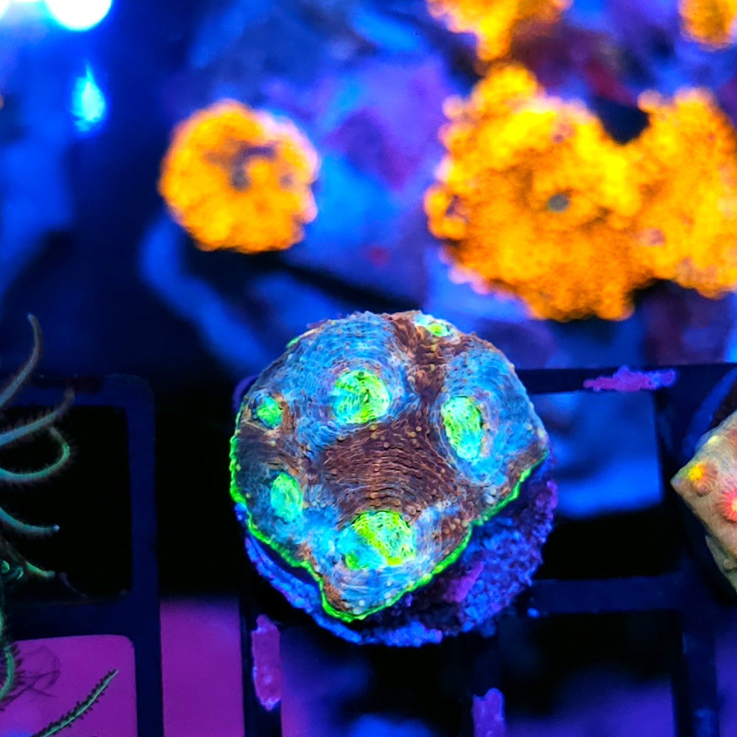 ECC Wonderland Acan Echinata