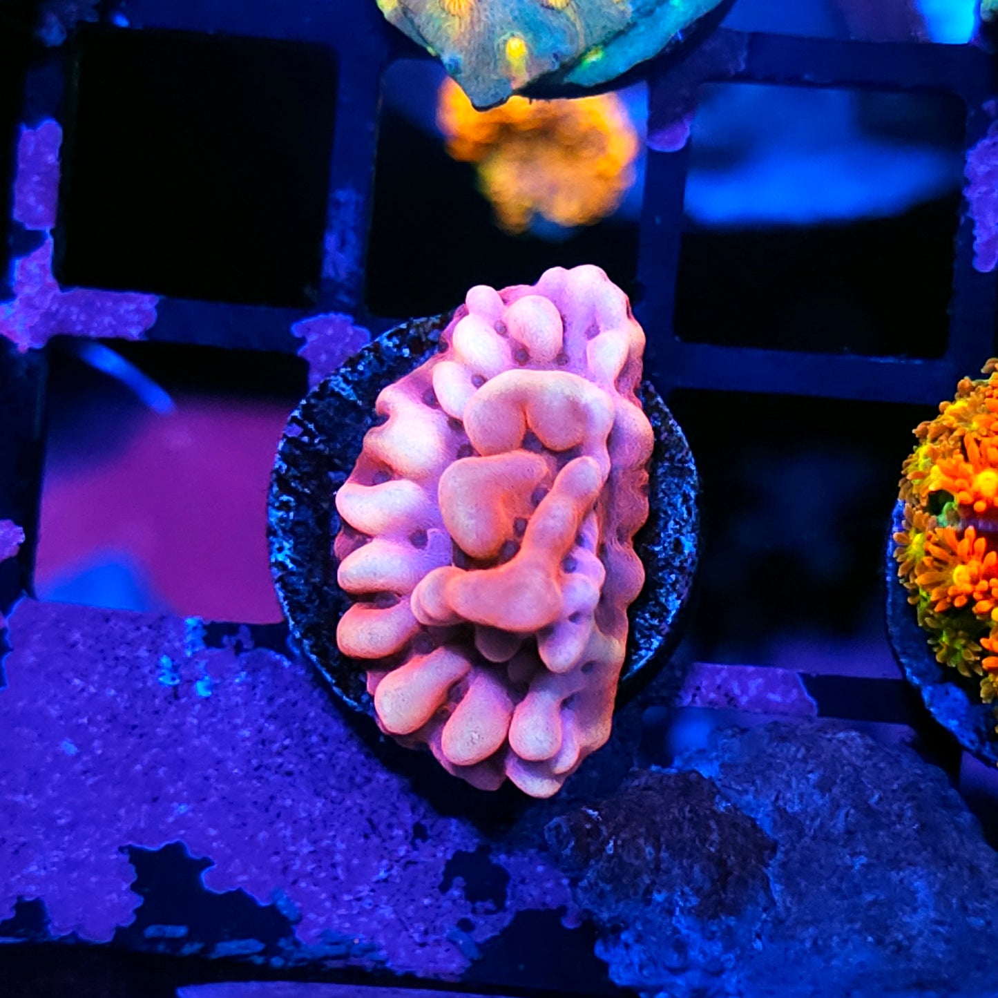 Beach Party Montipora